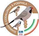 Club Diamante Codalunga & Poephila